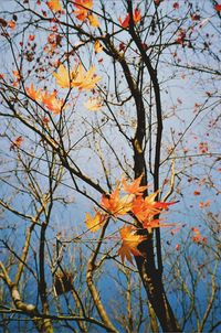 Low angle view of autumn tree
