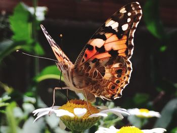 Close-up of butterfly pollinating on flower