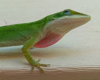 Close-up of lizard