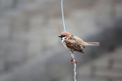 Close-up of bird perching