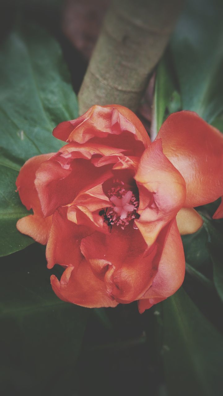 CLOSE-UP OF ROSES