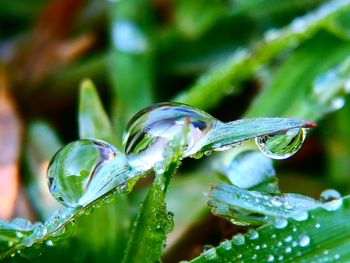 Close-up of wet plant during rainy season