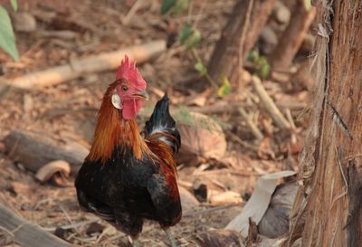 Close-up of rooster on field