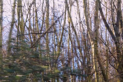 Low angle view of trees in forest against sky