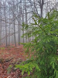 Plants and trees in forest