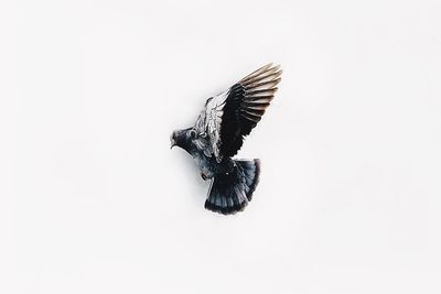 Bird flying in sky