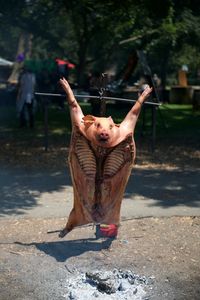 Pork on hanging on metal being roasted outdoors