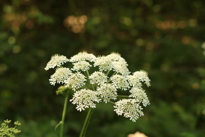 Close-up of flowering plant