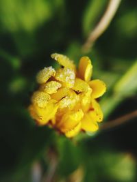 Close-up of yellow flower