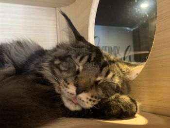 Close-up of cat sleeping