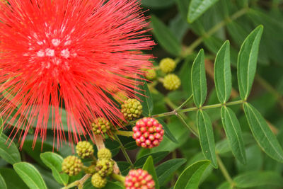 Close-up of red flower growing on plant