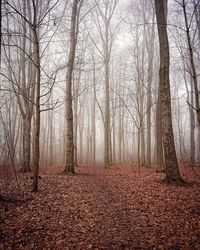 Bare trees in forest during autumn