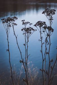 Plants by lake against sky
