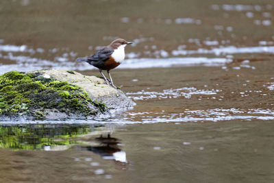 Bird perching on a lake