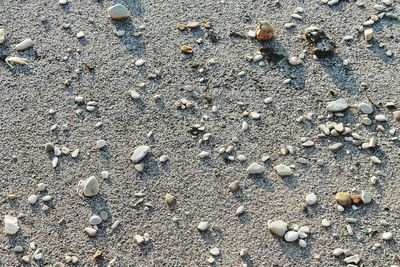 Full frame shot of crab on beach