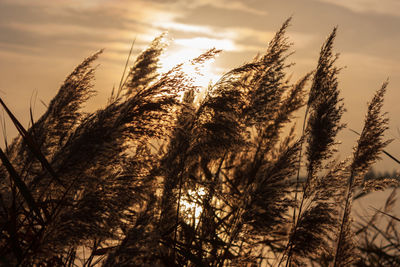 Close-up of stalks in field against sunset sky