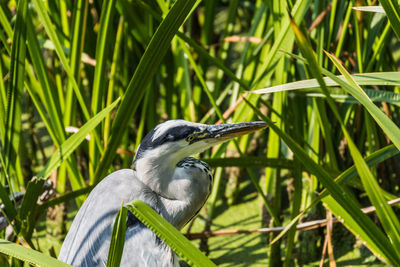 Close-up of a bird perching on grass