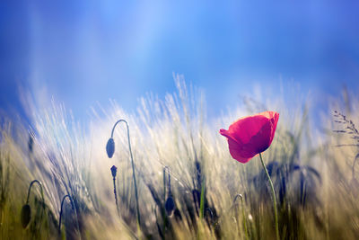 Close-up of red flowering plant on field against sky