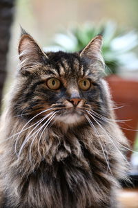 Close-up portrait of cat