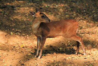 Deer standing in a field