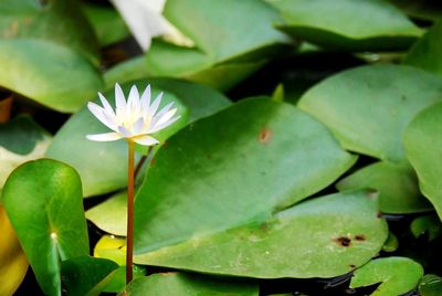 High angle view of water lily on plant