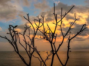 Silhouette plants against sea during sunset