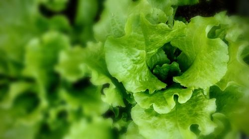 Full frame shot of vegetable