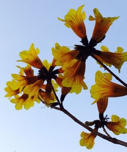 Low angle view of yellow flowers against clear sky