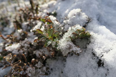Close-up of frozen plant