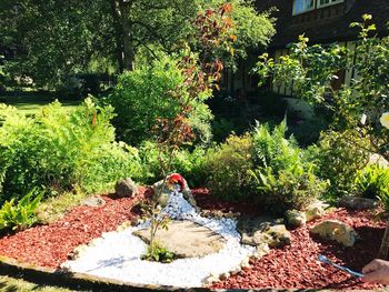 Plants and trees by water