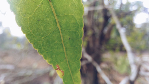 Close-up of fresh green leaf