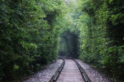 Footpath amidst trees in forest