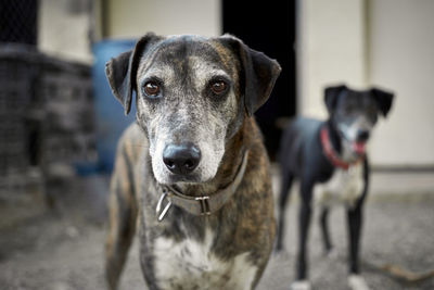 Close-up portrait of dog standing outdoors