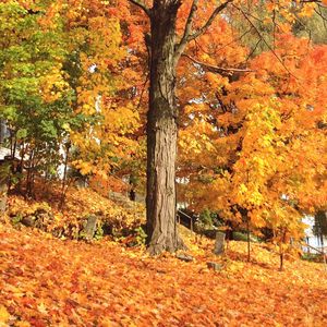 Trees during autumn