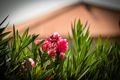 Close-up of pink flowers blooming outdoors