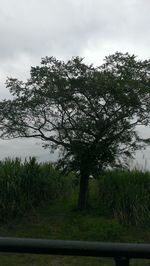 Trees on field against sky