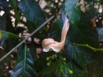 Close-up of snail on plant