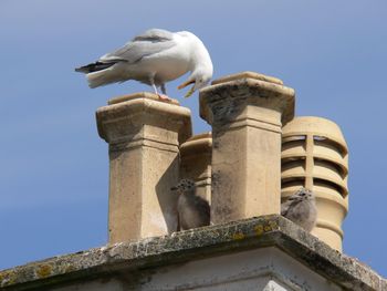 Low angle view of seagull perching on statue against sky