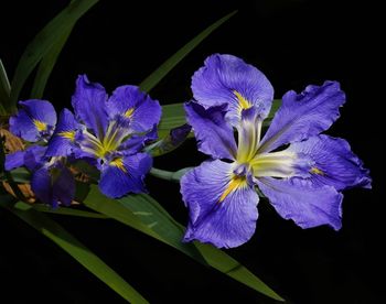 Close-up of purple flowering plant against black background