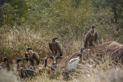 Birds on field