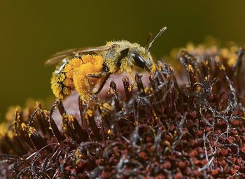 Macro shot of bee pollinating on flower