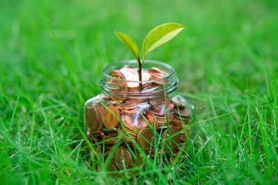 Close-up of jar in grass