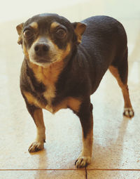 Portrait of dog looking at camera