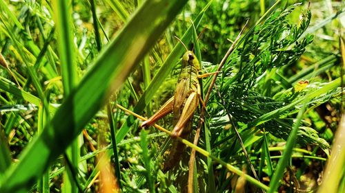 Close-up of insect on grass