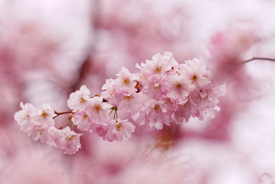 Close-up of pink cherry blossom