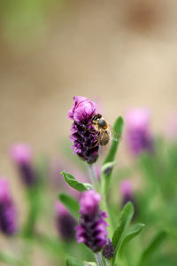 Close-up of bee pollinating on pink flower