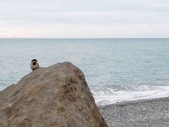Bird perching on rock by sea against sky