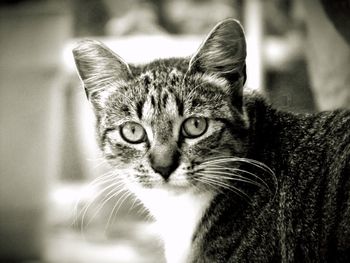 Close-up portrait of cat