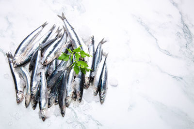 High angle view of frozen fish in snow