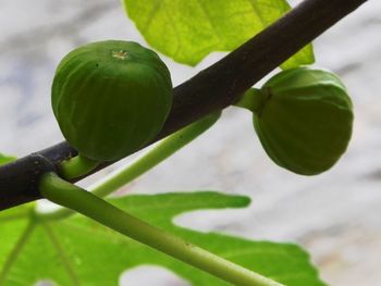 Close-up of fruit growing on tree